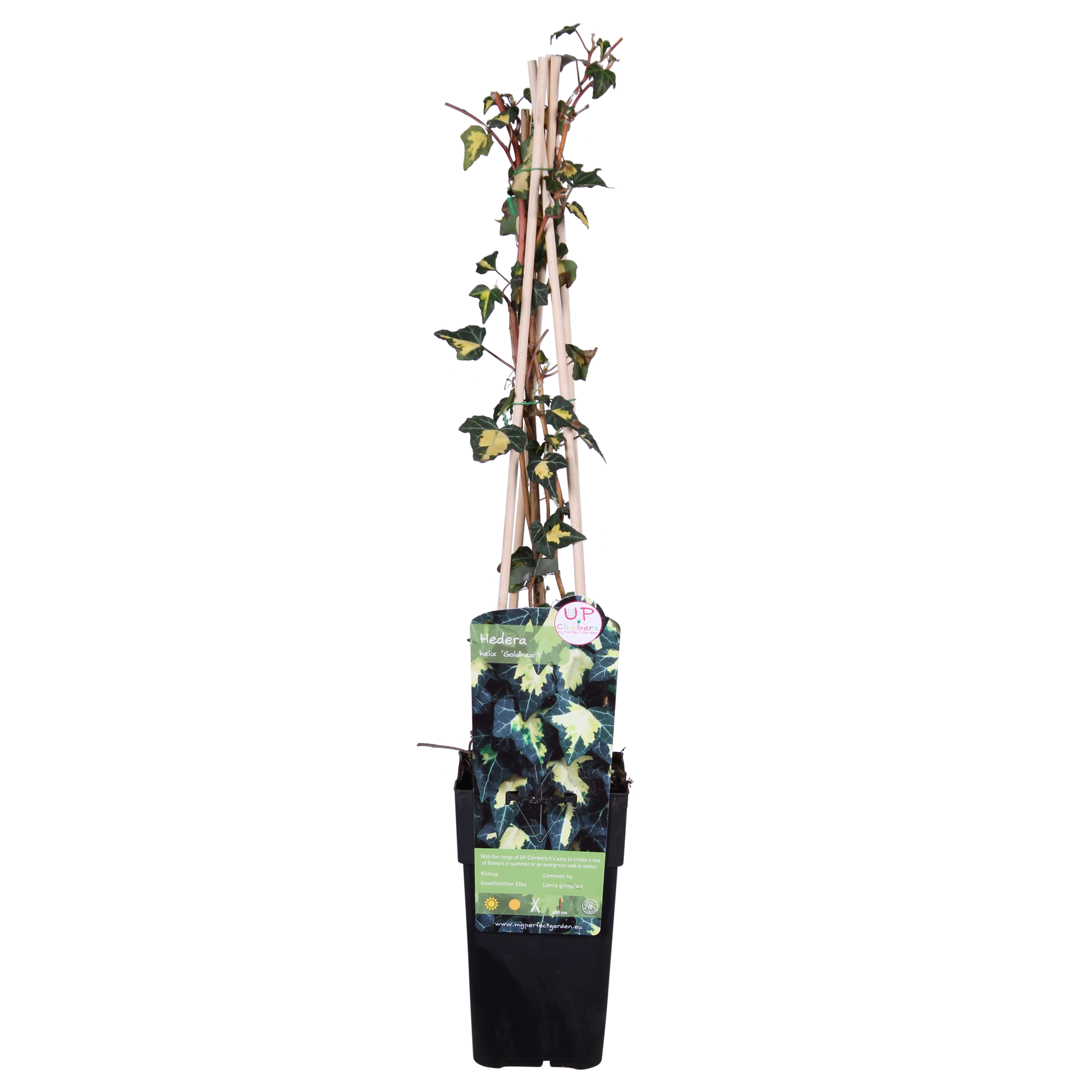 Hedera helix 'Goldheart' - Ø15cm - ↕65cm bei Pflanzfix24.de - Pflanzfix24.de