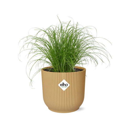 Cyperus Alternifolius Zumula in ELHO Vibes Fold 14cm geel bei Pflanzfix24