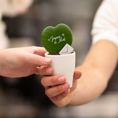 Message Printz® Hoya (Heartplant) | Joyeux Noël - Pflanzfix24