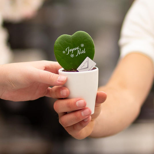 Message Printz® Hoya (Heartplant) | Joyeux Noël - Pflanzfix24