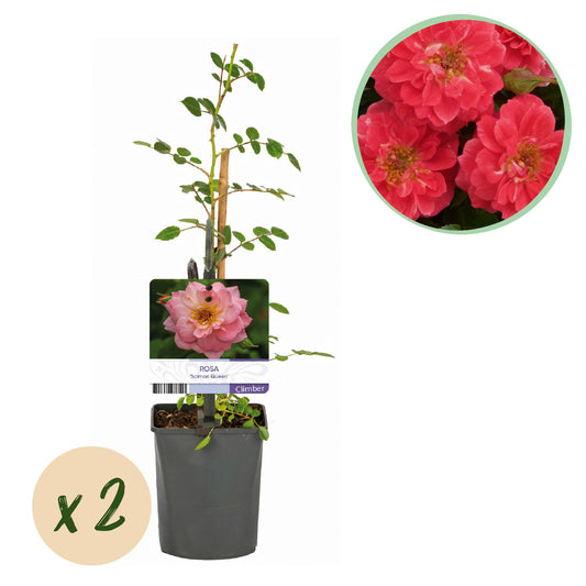 pflanzfix24 - Kletterrose 'Salmon Queen' - 2 Pflanzen