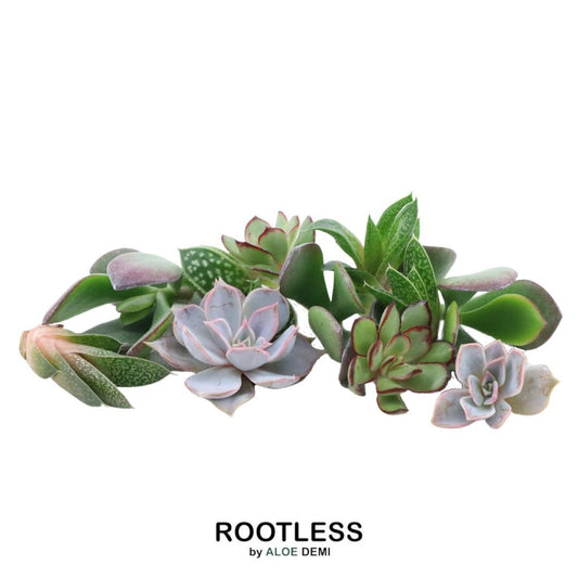 ROOTLESS Echeveria Mini Mix Box - Pflanzfix24