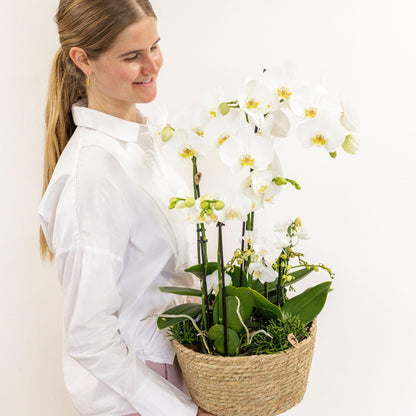 Kolibri Orchids | Pflanzenset im Baumwollkorb mit autarkem Wassertank - Pflanzfix24