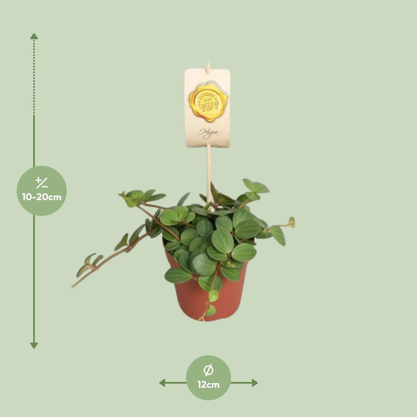 Peperomia Hope Ø12cm – Pflegeleicht & Elegant | Pflanzfix24.de - Pflanzfix24.de