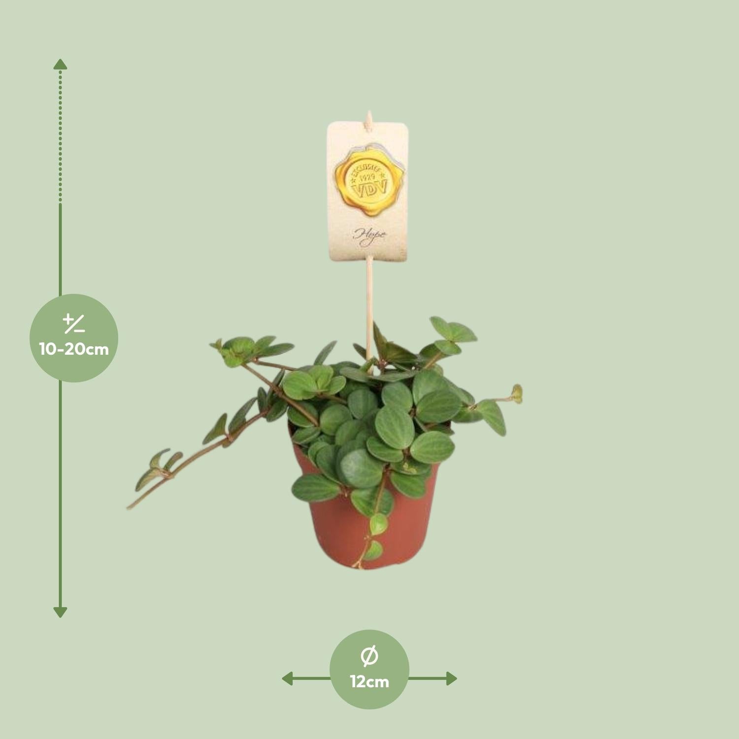 Peperomia Hope Ø12cm – Pflegeleicht & Elegant | Pflanzfix24.de - Pflanzfix24.de