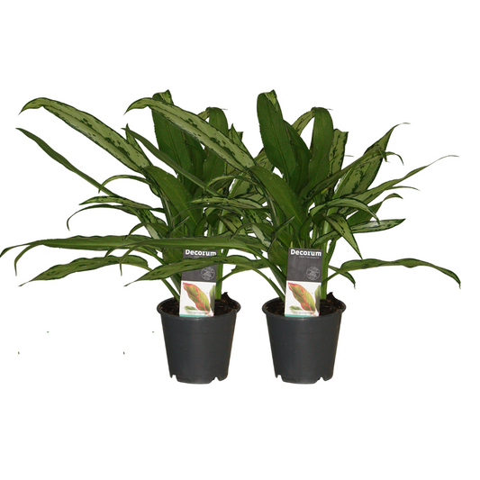 Aglaonema Cutlass - 2 Stück - ø12cm - ↕30cm von Pflanzfix24