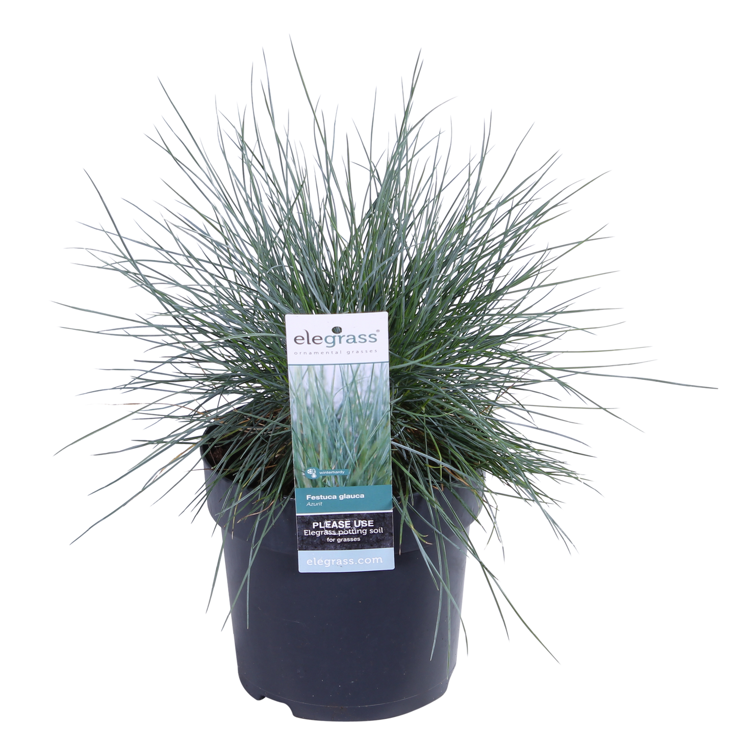Festuca glauca Azura Blue - Ø14 - ↨30cm - Pflanzfix24