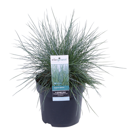 Festuca glauca Azura Blue - Ø14 - ↨30cm - Pflanzfix24