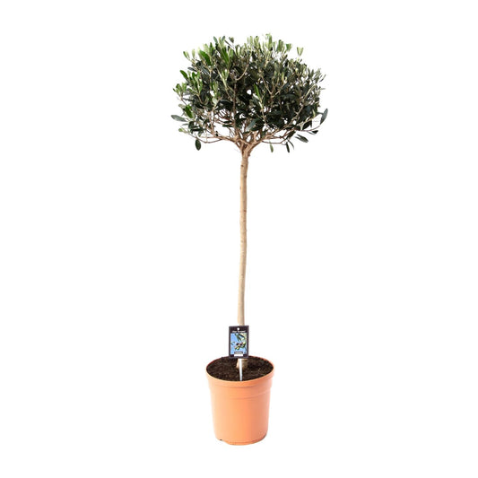 Olijf Olea - Ø19cm - ↕80cm - Pflanzfix24