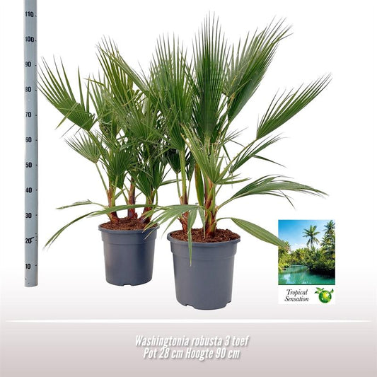 Washingtonia Robusta - 1 Stück - Ø28 ↕90 - Pflanzfix24