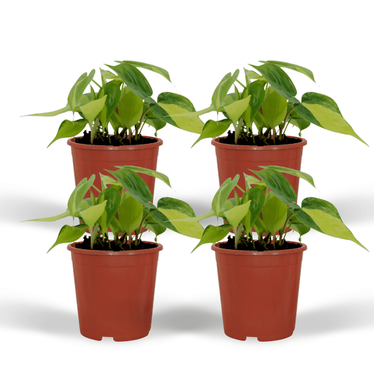 4er-Set Philodendron Scandens Brasil Ø12cm – Zimmerpflanzen | Pflanzfix24.de - Pflanzfix24.de