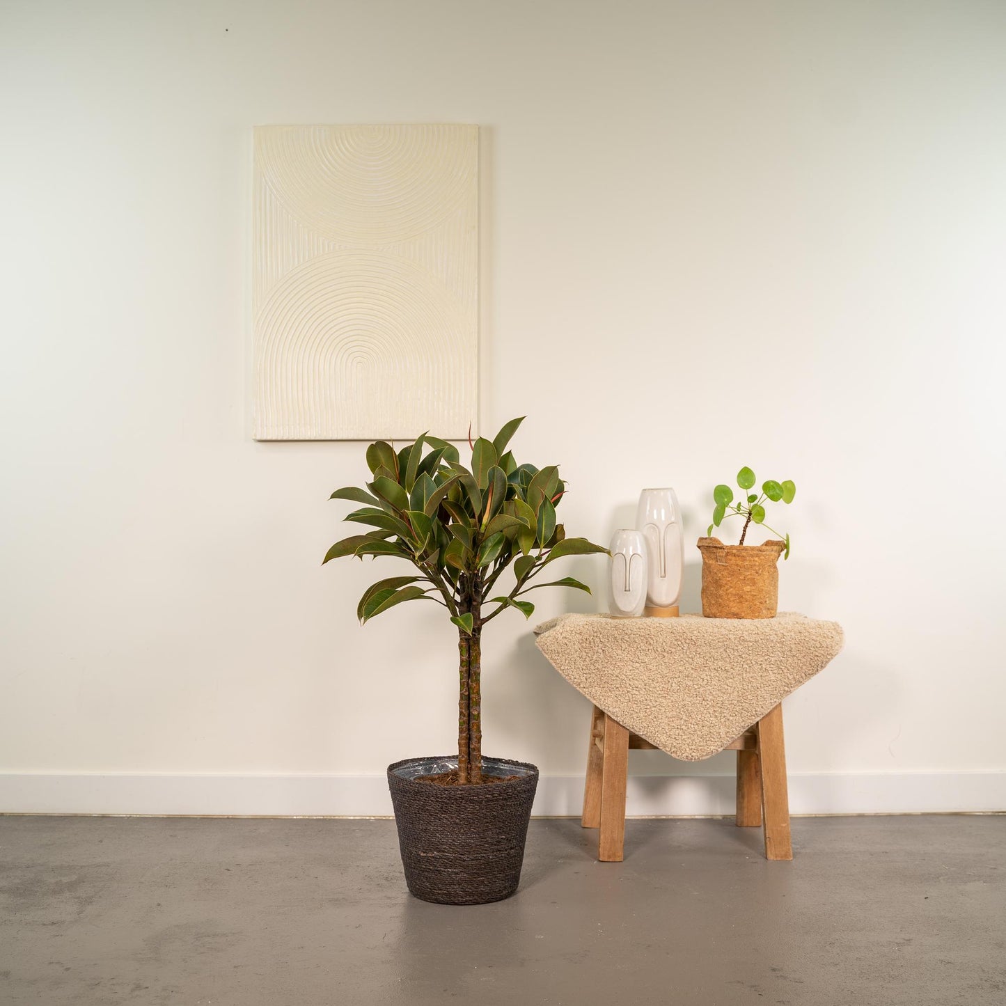 Ficus elastica Melany Stamm + Korb Igmar - ↨90cm - Ø21cm bei Pflanzfix24
