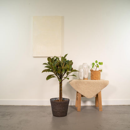Ficus elastica Melany Stamm + Korb Igmar - ↨90cm - Ø21cm bei Pflanzfix24