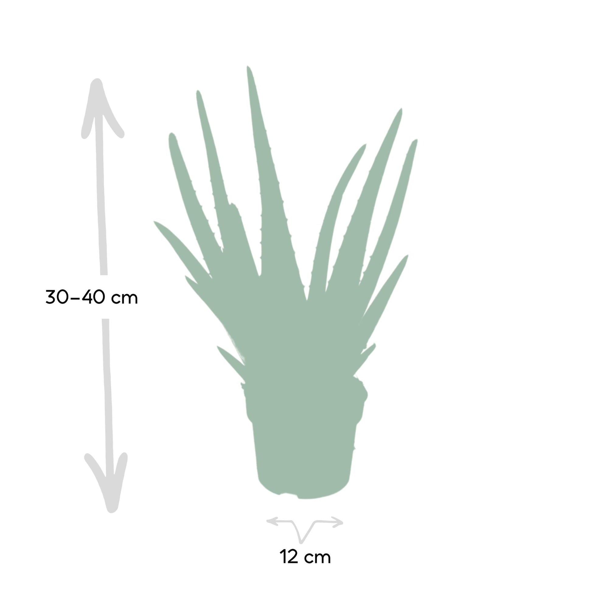 Aloe Vera - Ø12cm - ↕40cm - Pflanzfix24.de - Pflanzfix24.de