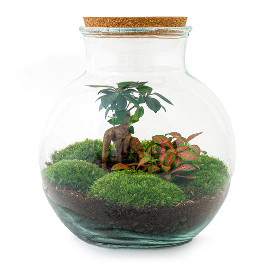 Flaschengarten - Teddy bonsai - DIY Set - Pflanzfix24