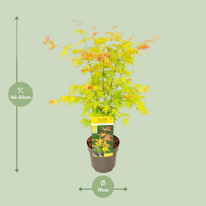 Acer palmatum Orange Dream - Ø19cm - ↕50cm - Pflanzfix24.de - Pflanzfix24.de