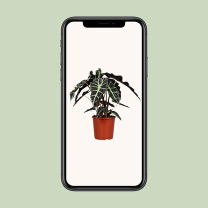 Alocasia Polly - Ø17cm - ↕45cm bei Pflanzfix24.de - Pflanzfix24.de