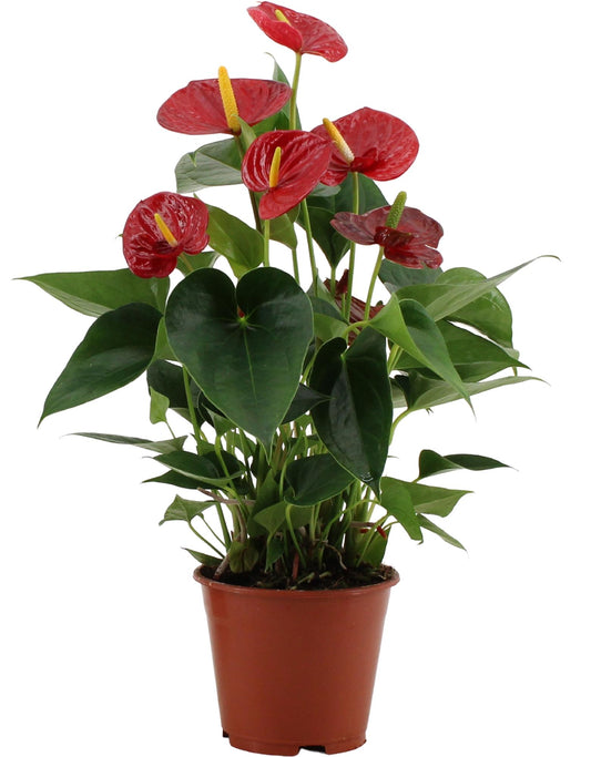 Anthurium Success Red - Pflanzfix24.de - Pflanzfix24.de