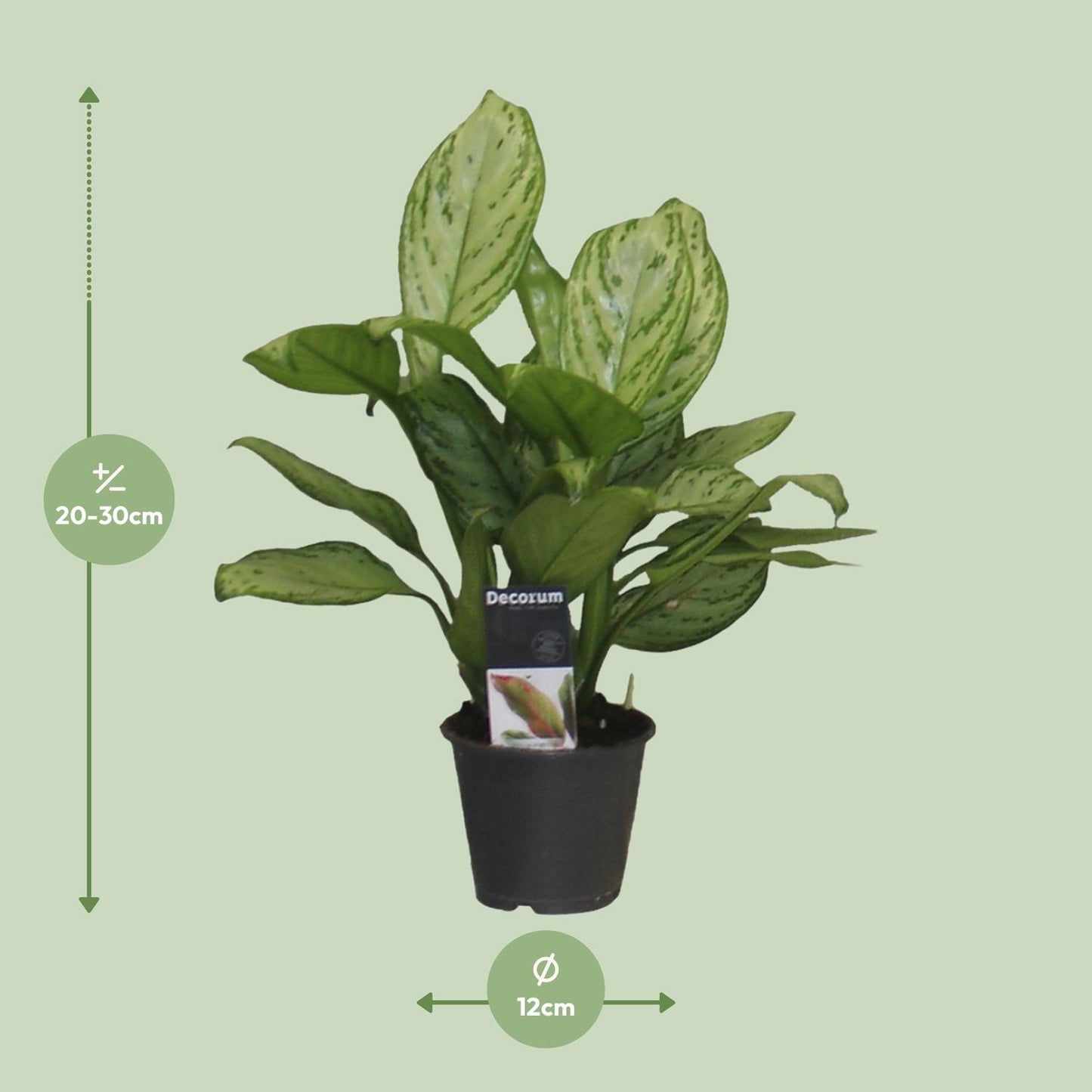 Aglaonema Christina - Ø12cm - ↕30cm bei Pflanzfix24