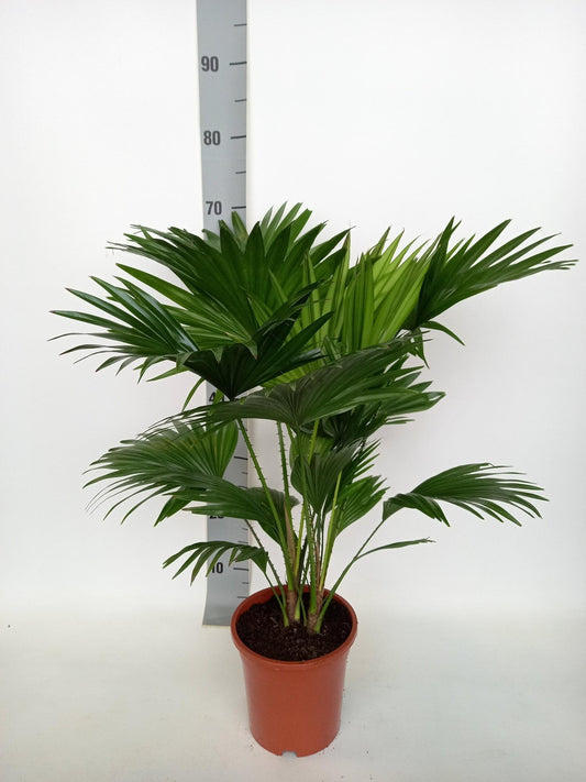 Livistona rotundifolia Palme Ø17cm – Pflanzfix24.de - Pflanzfix24.de