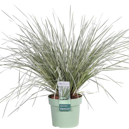 Lomandra 'White Sands' - Ø19cm - ↕40cm - Pflanzfix24