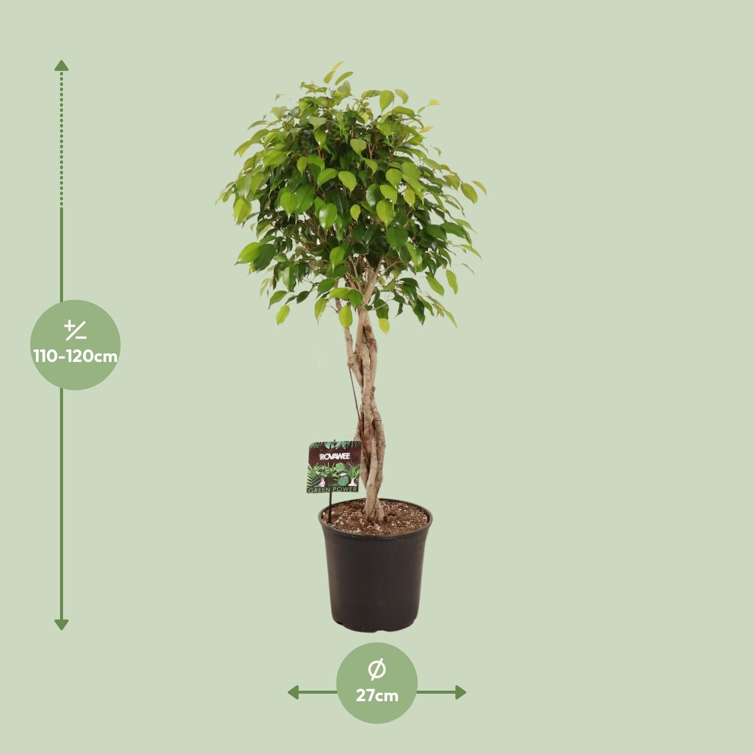 Ficus Benjamina Exotica - Ø27cm - ↕120cm bei Pflanzfix24.de - Pflanzfix24.de