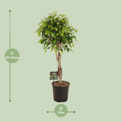 Ficus Benjamina Exotica - Ø27cm - ↕120cm bei Pflanzfix24.de - Pflanzfix24.de