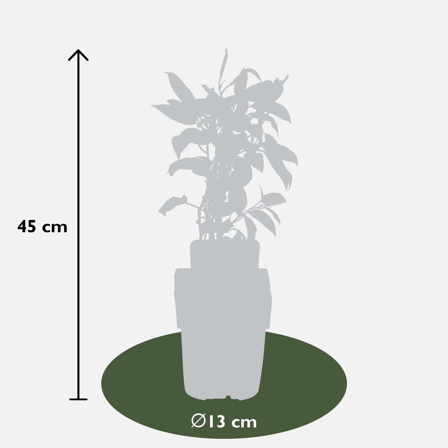 3x - Actinidia arguta 'Issai' - pflanzfix24