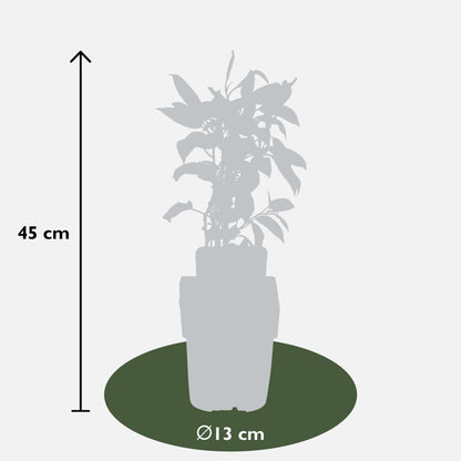 3x - Actinidia arguta 'Issai' - pflanzfix24