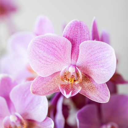 Kolibri Orchids | KOMBI-ANGEBOT mit 4 Phalaenopsis-Orchideen - Treviso - Topfgröße Ø9cm - Pflanzfix24
