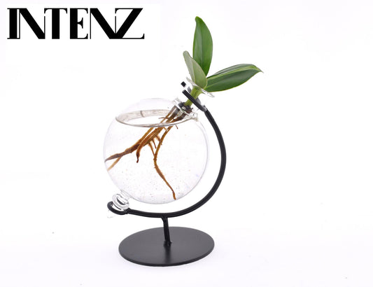 Clusia In Victoria Glas - Ø5cm - ↕10cm bei Pflanzfix24.de - Pflanzfix24.de