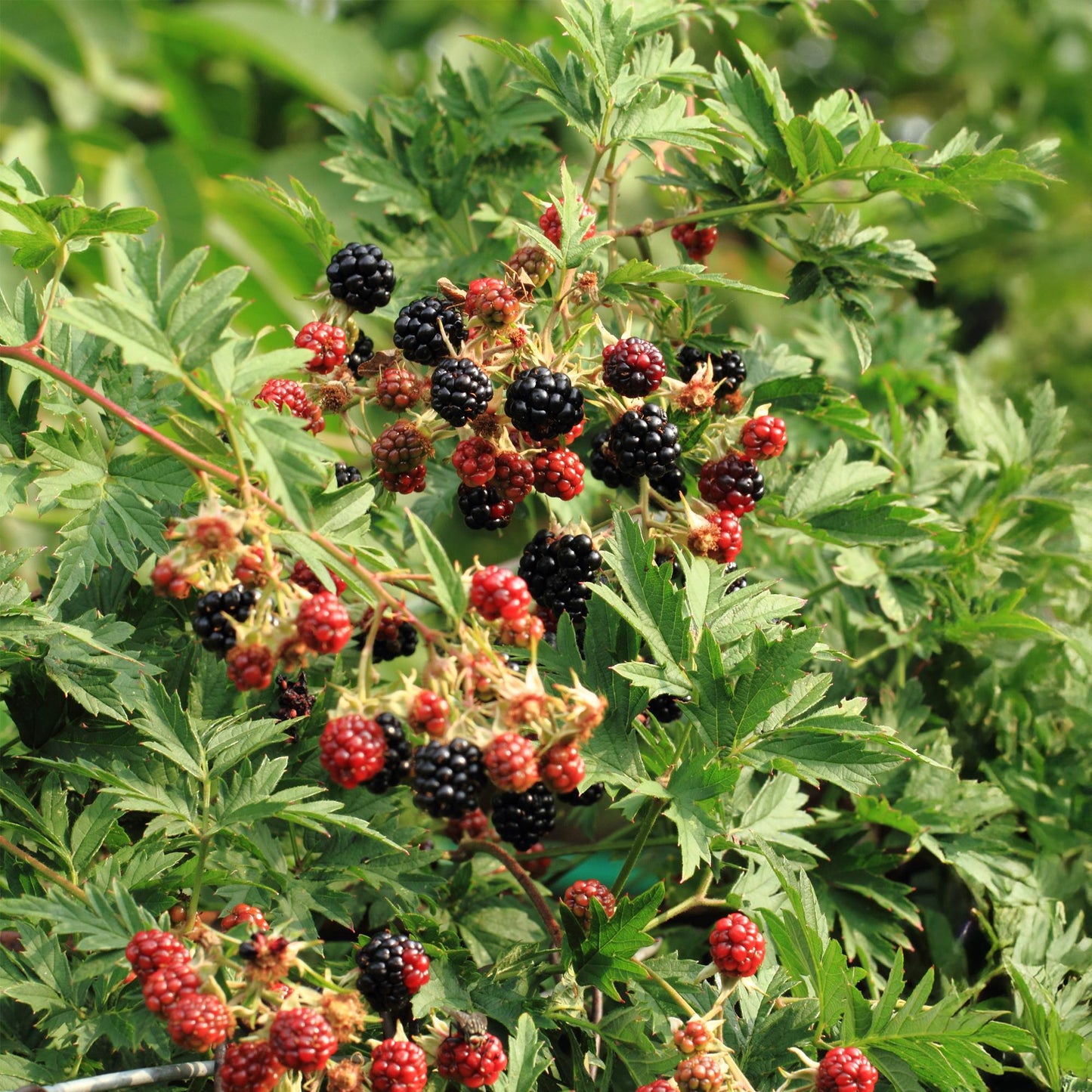 Pflanzfix24 - Brombeere - Rubus Thornfree Evergreen - Schwarze Brombeere - Dornlos - 2 Pflanzen