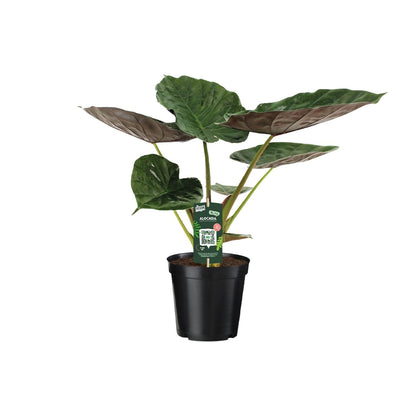 Alocasia Wentii - Elefantenohr - Ø19cm - ↕70cm - Pflanzfix24.de - Pflanzfix24.de