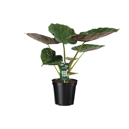 Alocasia Wentii - Elefantenohr - Ø19cm - ↕70cm - Pflanzfix24.de - Pflanzfix24.de