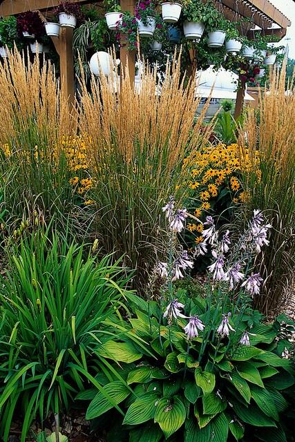 20x Calamagrostis acut. 'Karl Foerster' - ↕10-25cm - Ø9cm - Pflanzfix24