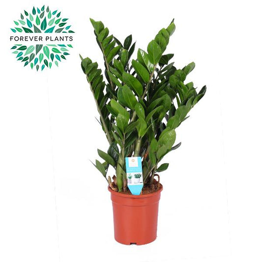 Zamioculcas Zamiifolia 95cm Ø21cm – Pflegeleicht | Pflanzfix24