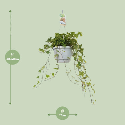 Hedera Helix Geelbont - Hangpot Wit / Basic - Ø17cm - Pflanzfix24
