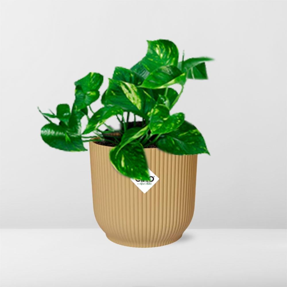 Epipremnum Pinnatum 'Aureum' in ELHO Vibes Fold 14cm gelb - pflanzfix24