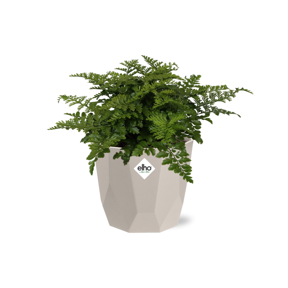 Asplenium Parvati in ELHO b.for rock 14 cm warm grey - Pflanzfix24