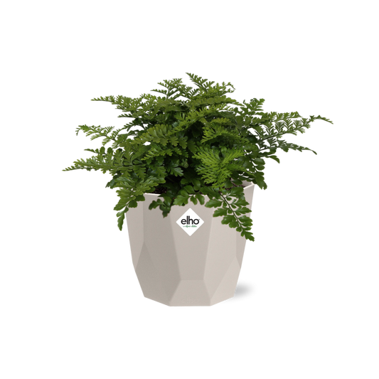 Asplenium Parvati in ELHO b.for rock 14 cm warm grey - Pflanzfix24