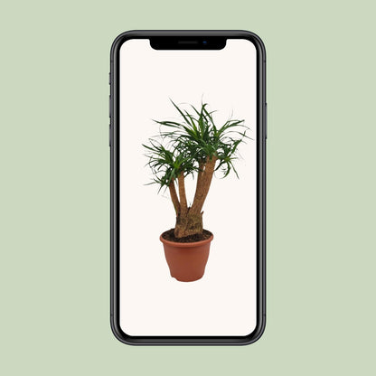 Beaucarnea Nolina - Ø26cm - ↕75cm - Pflanzfix24