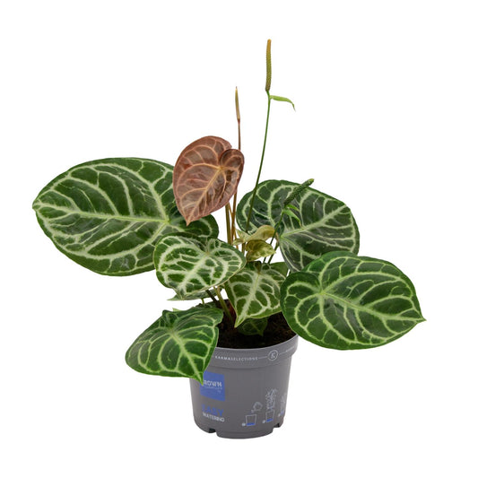 Anthurium Crystal Hybride Compact - Pflanzfix24.de - Pflanzfix24.de