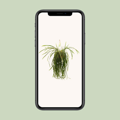 Lepismium Bolivianum - Ø21 ↕70 bei Pflanzfix24