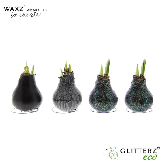 Amaryllis Waxz To Create Black - 4 Stücke - Pflanzfix24