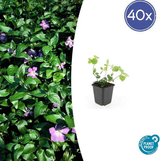 40x Vinca major - ↕10-25cm - Ø9cm bei Pflanzfix24.de - Pflanzfix24.de