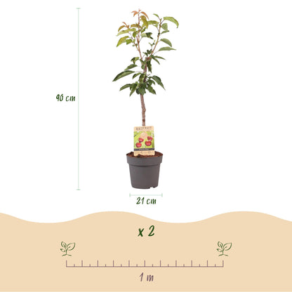 pflanzfix24 - Kirschenbaum - Prunus avium Regina - Rote Kirsche - Topf 21cm Höhe 90cm