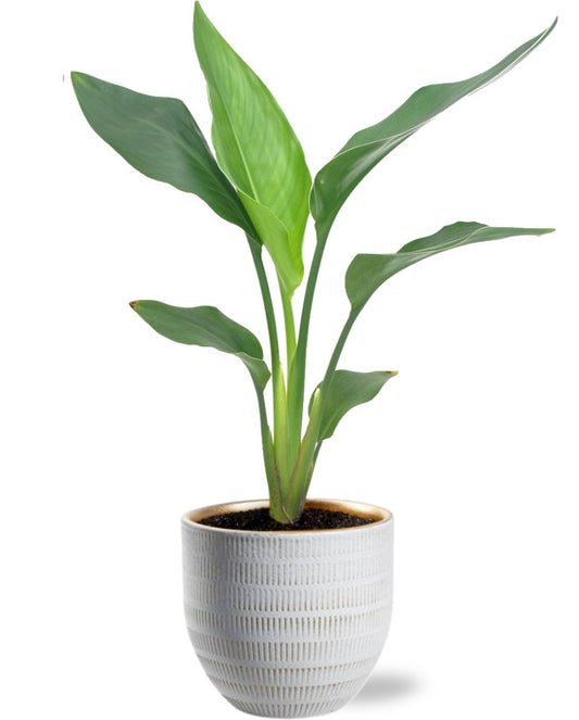Strelitzia Regina Ø12cm + Weißer Beau Pot D14x13cm - Pflanzfix24