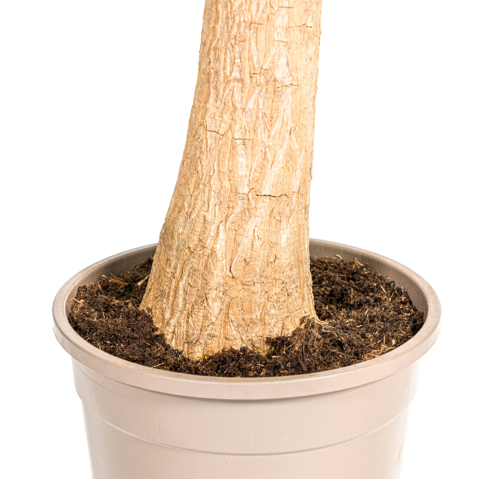 Beaucarnea Recurvata Elefantenfuß - Topf Ø24cm - Pflanzfix24.de - Pflanzfix24.de