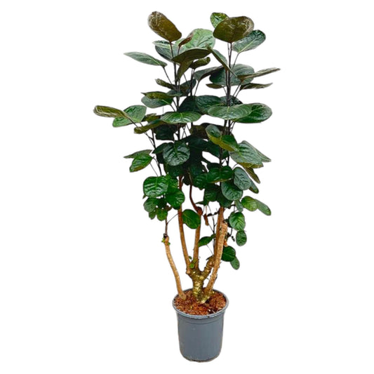 Polyscias Fabian 130 cm - Zimmerpflanze bei Pflanzfix24