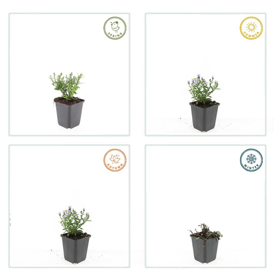 "20x Premium Herbstaster 'Prof. Anton Kippenberg' von Pflanzfix24.de - ↕10-25cm - Ø9cm" - Pflanzfix24.de
